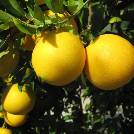 Orange Tree Garden Lejlighed *