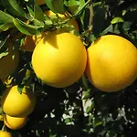 Orange Tree Garden Apartment *