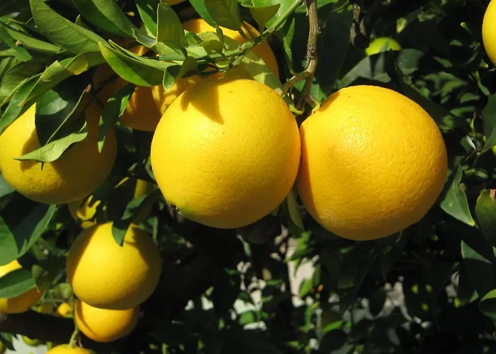Orange Tree Garden Апартаменты *